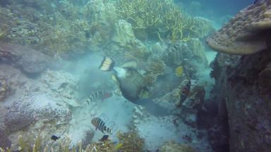 海洋潜水潜水水下色彩斑斓的热带珊瑚礁海景咄咄逼人的危险的巨大的泰坦触发鱼深海洋硬珊瑚水生生态系统水极端的体育运动爱好